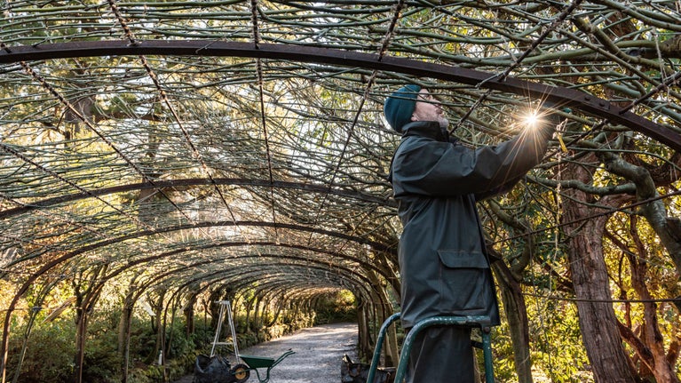 A gardener at work on the Laburnum Arch in January at Bodnant Garden, Conwy